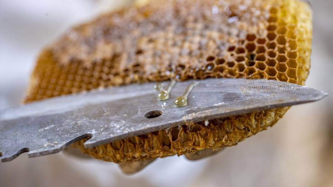 Hadim’in dağlarında ‘firari balı’ hasadı zamanı 3